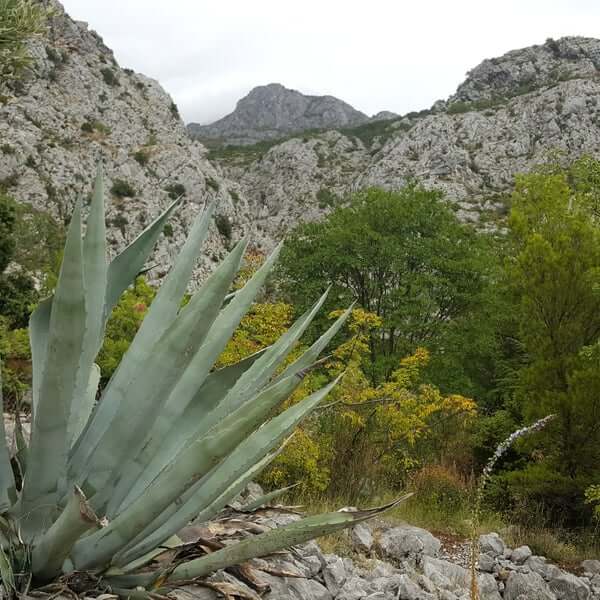 Botanischer Garten Kotišina