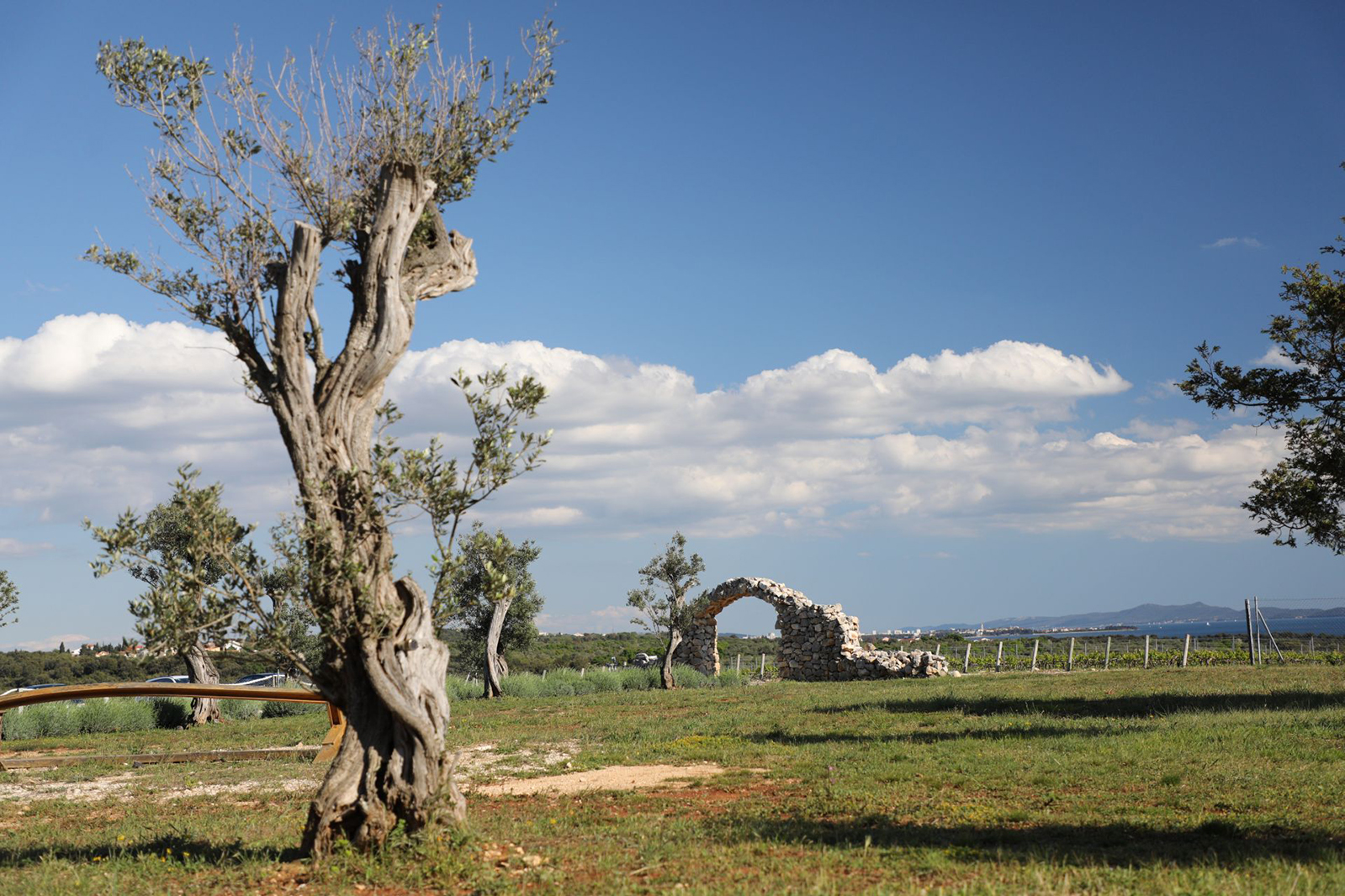 Field in the Royal Vineyards