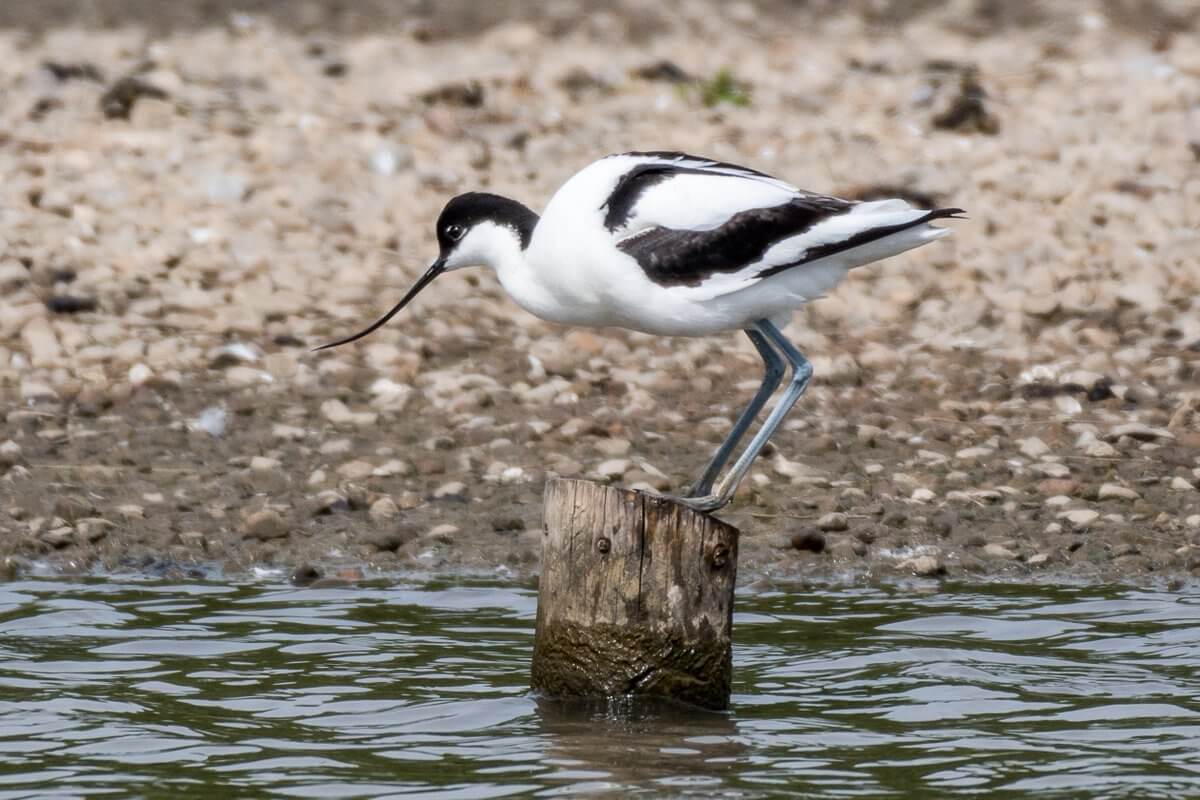 important bird habitat