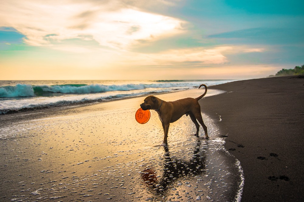 Pet friendly beach in Dalmatia