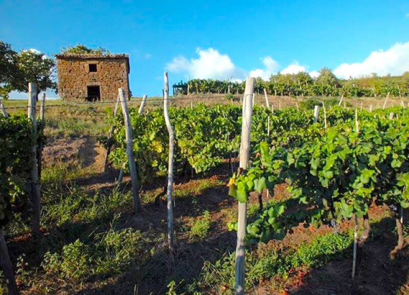 Istrian wine road