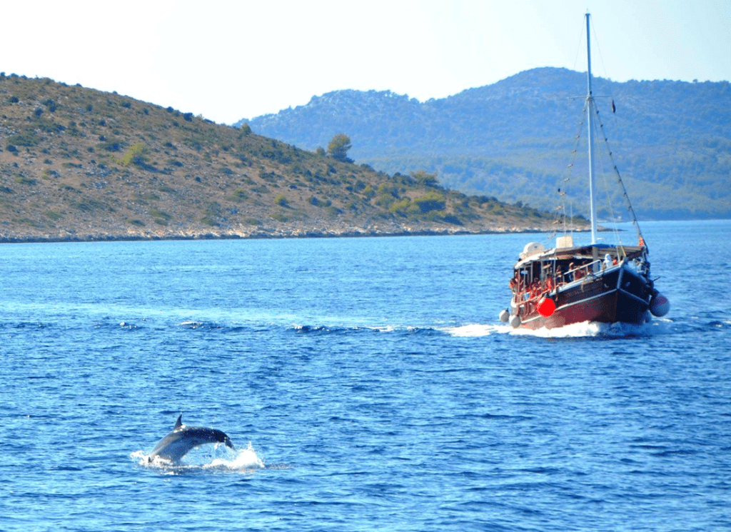 dolphins in Croatia