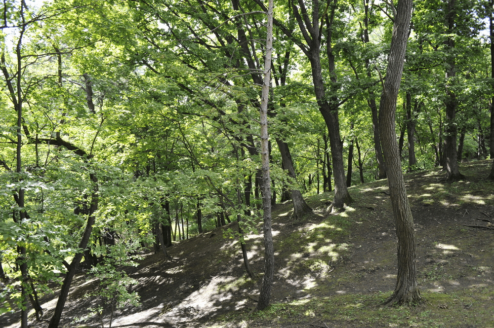 marijan forest park