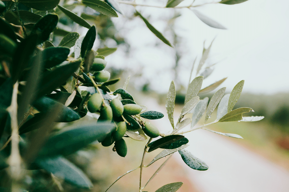 museum of olive oil