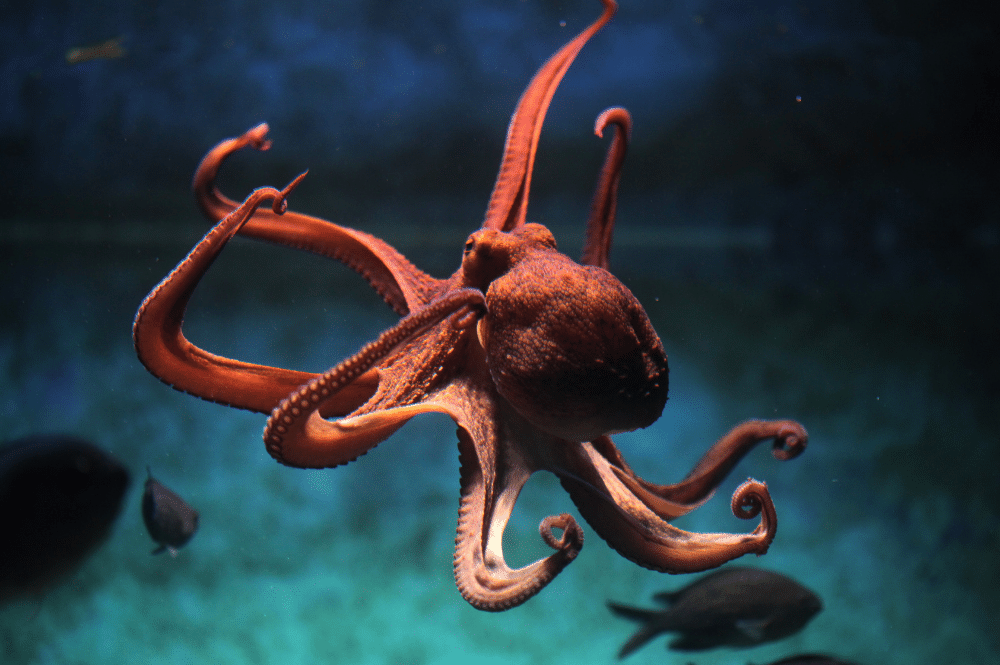 octopus - dalmatia