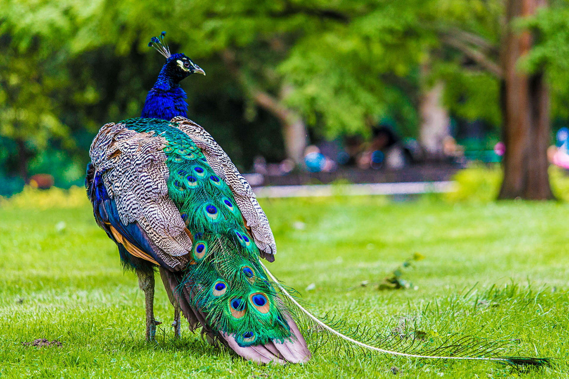 peacocks