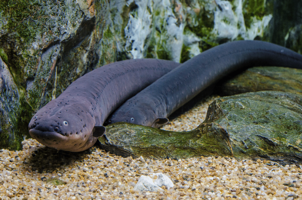poisonous and venomous fish in the adriatic - eel