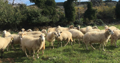 Cheese tasting on Pag island: Gligora Diary