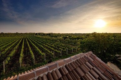 Baraka Winery Croatia: a new experience every year
