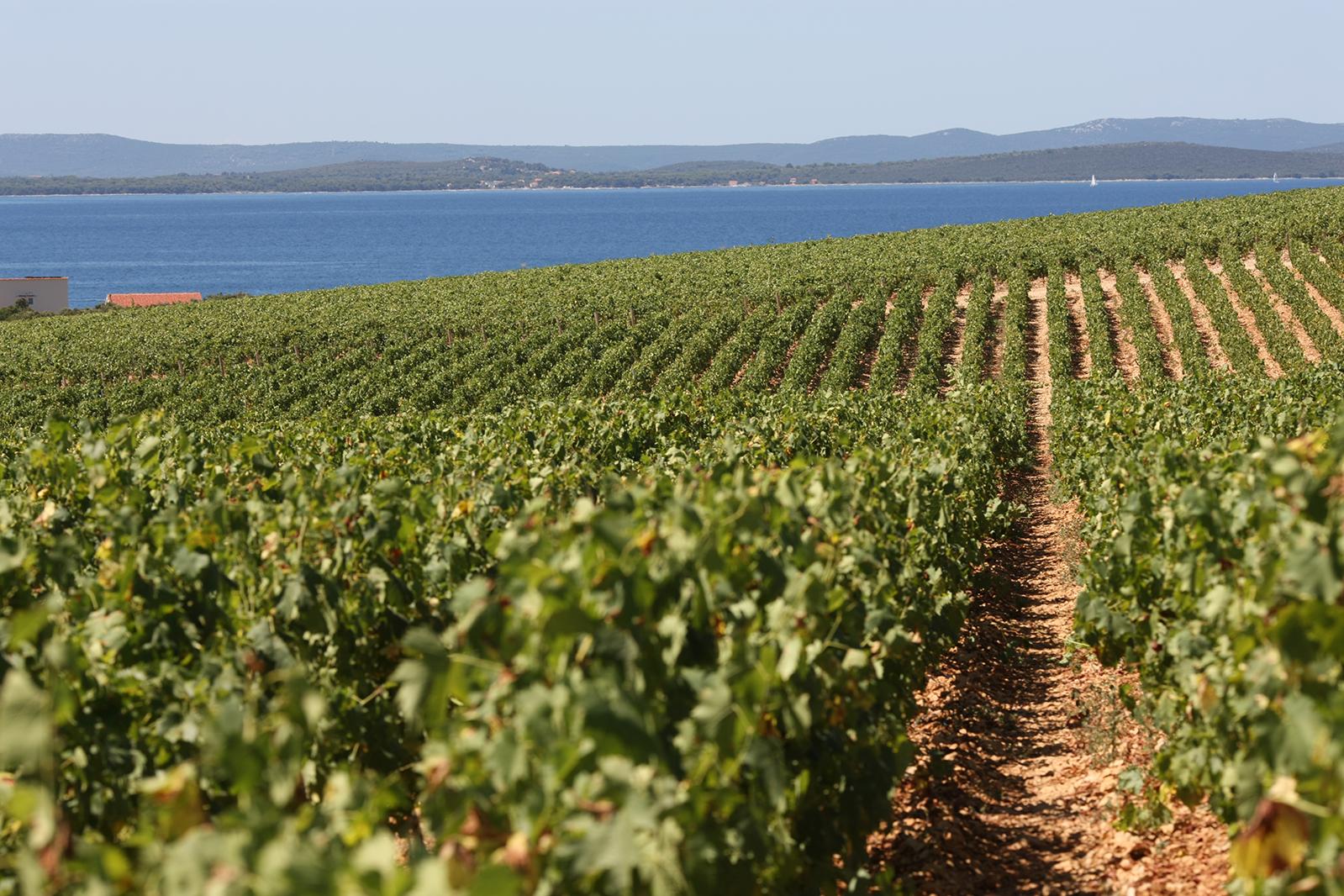 Die „Königlichen Weinberge“: Kroatischer Spitzenwein und ein einzigartiges Urlaubserlebnis an der Adria