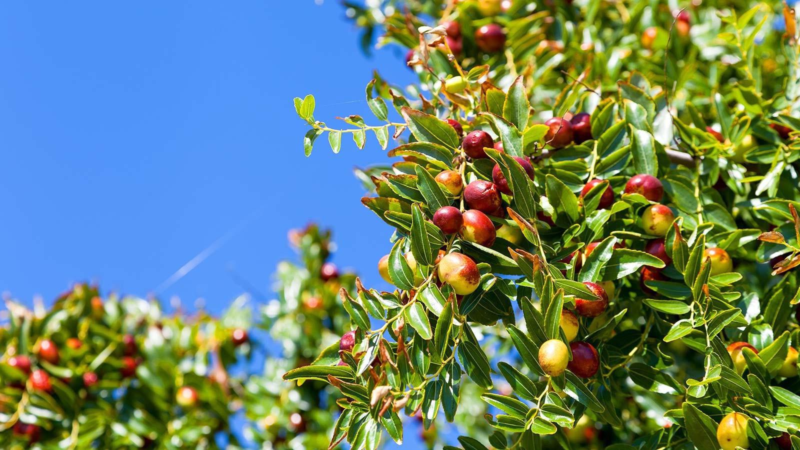 Croatian jujubes - tasteful fruit