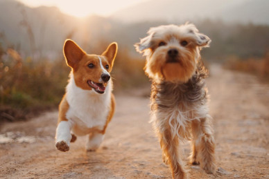 On the beach with pets: Top 5 dog beaches in Dalmatia