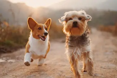 On the beach with pets: Top 5 dog beaches in Dalmatia