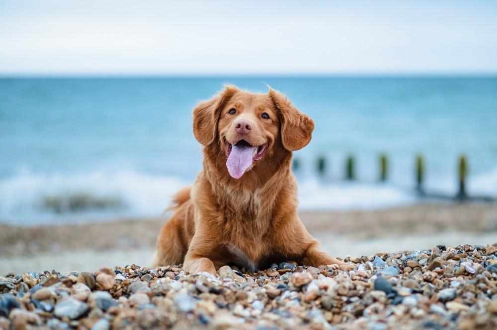 Dog-friendly beaches in Makarska