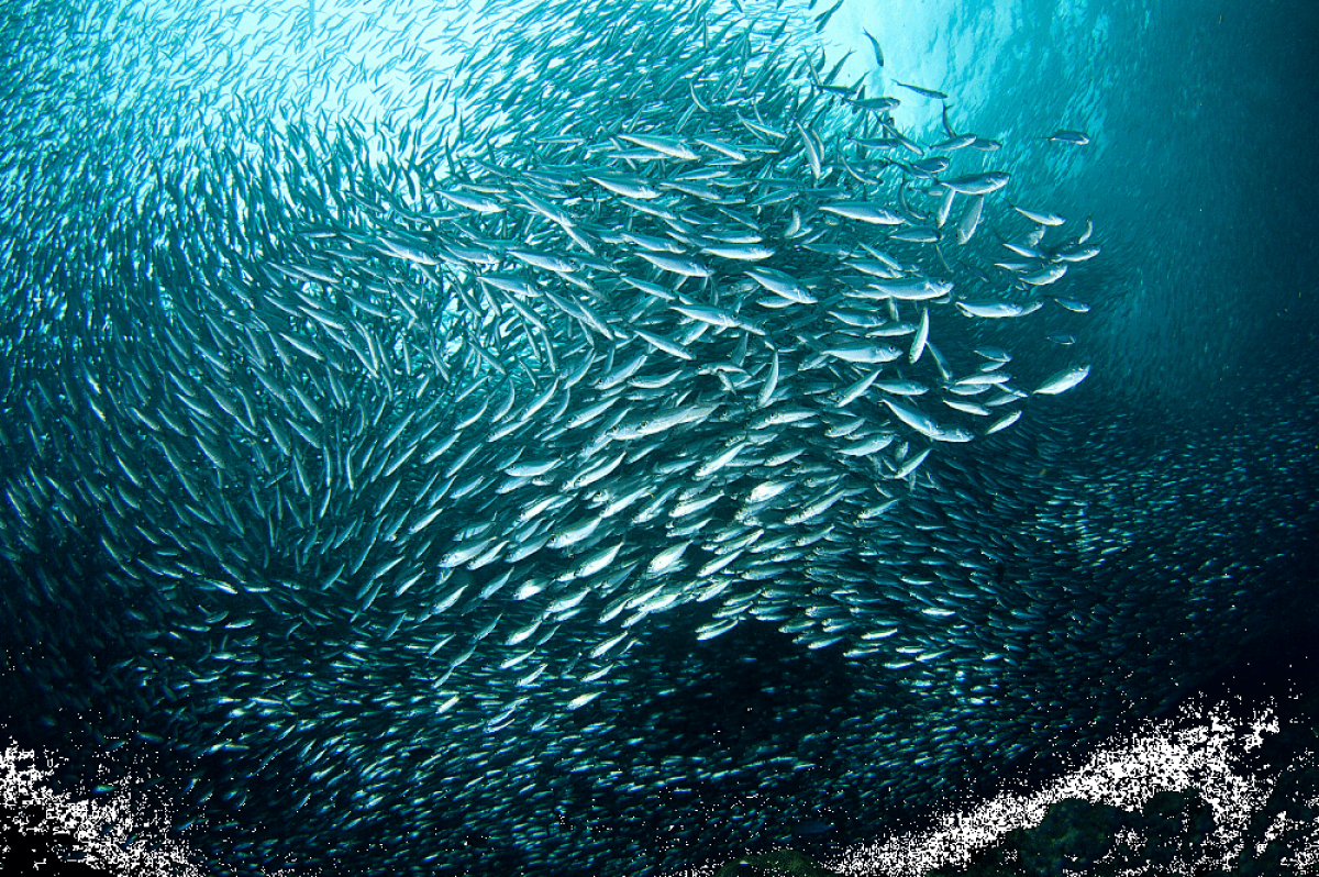Häufigster Fisch in der Adria