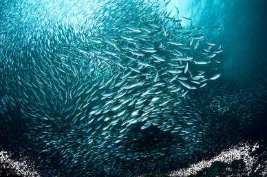 Most common fish in the Adriatic Sea