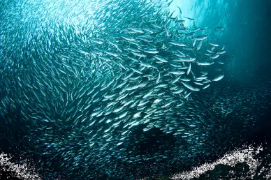 Most common fish in the Adriatic Sea