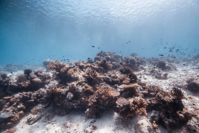 Island of corals or island of sponges
