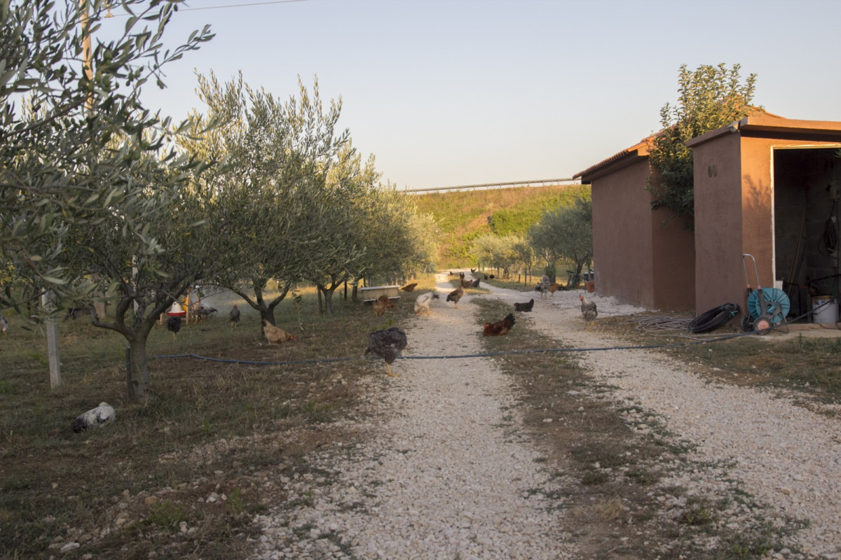 Villa Fairy of Velebit