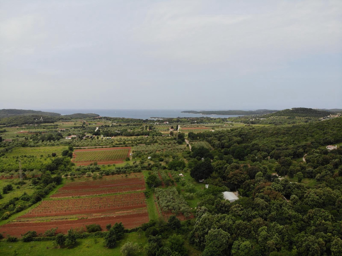 Villa Olive Garden Paradise