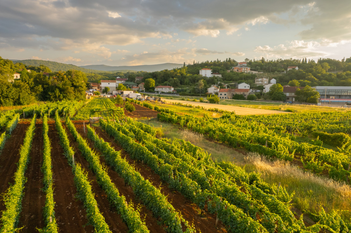 Villa Vinis Terra
